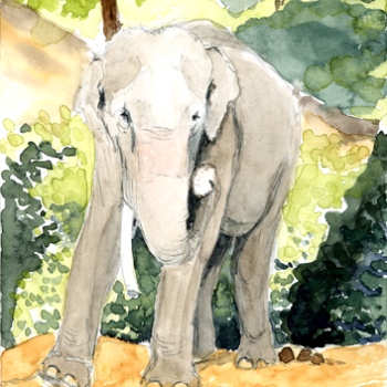 Elefantenbulle Phu Kamüng