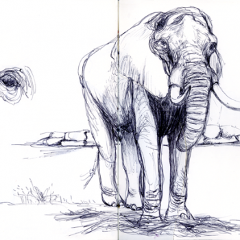 Elefantenbulle N’doume, Riserve de Sigean, Frankreich