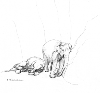 Elefantin Tong Koon müde, Kölner Zoo 2011